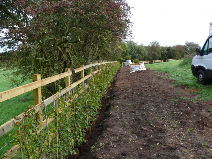 Tree and Hedge Planting in Rugeley Tree and Hedge Planting in Rugeley