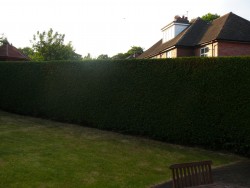 Hedge Cutting in Staffordshire