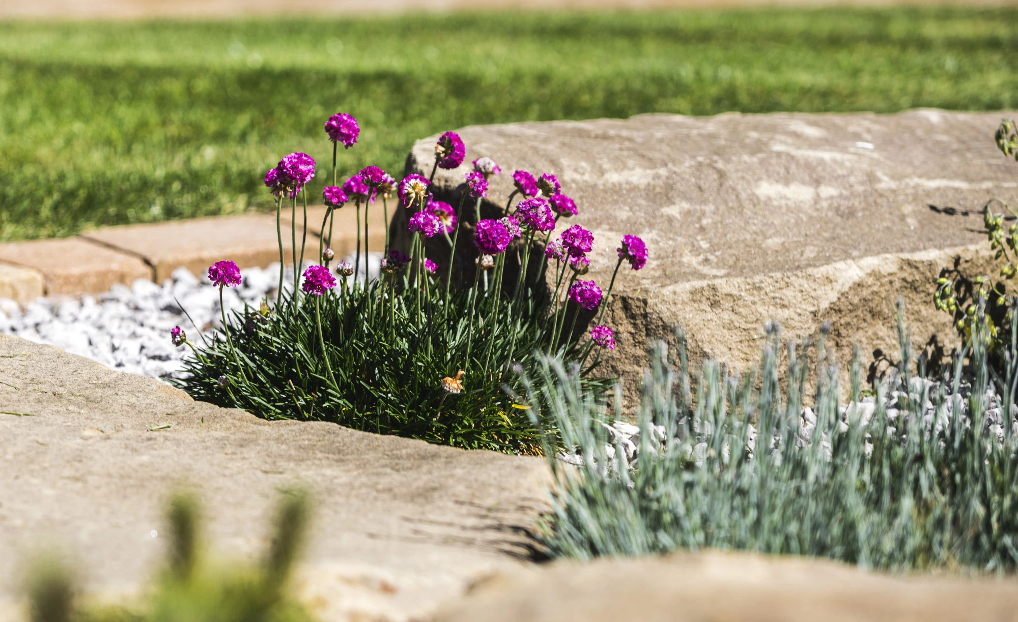 Magenta flowers growing from a rocky garden bed with green grass in the background