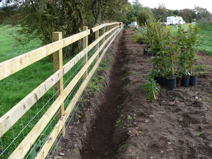 Planting Hedge - Tree and Hedge Planting Planting Hedge - Tree and Hedge Planting