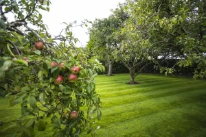 Fruit Trees medium - webp 2 | Blue Iris Landscapes Apple tree branch with red apples in foreground, green lawn and other trees in an orchard setting behind.