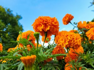 Marigolds 1 | Blue Iris Landscapes Close-up of bright orange marigolds with ruffled petals and green stems against a clear blue sky.