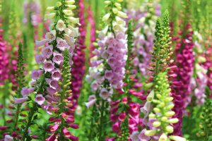 foxglove | Blue Iris Landscapes Field of tall foxglove flowers in pink and pale yellow hues, forming vertical spikes. (informative)