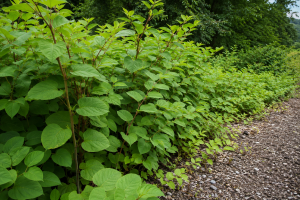 jk | Blue Iris Landscapes Dense green hedge of broad-leaved shrubs along a gravel path.