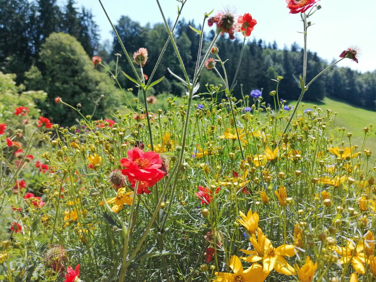 Close-up of red and yellow wildflowers in a sunlit meadow with a forest in the background.