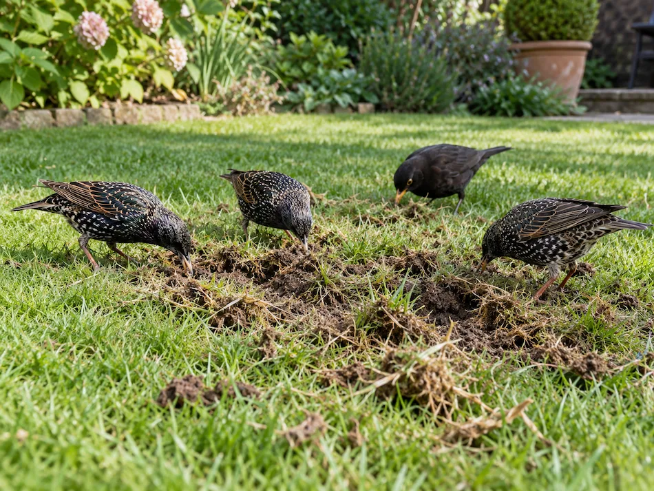 bird chafer grub | Blue Iris Landscapes | Blue Iris Landscapes Four blackbirds foraging in a grassy backyard, digging through bare soil on a sunny day.