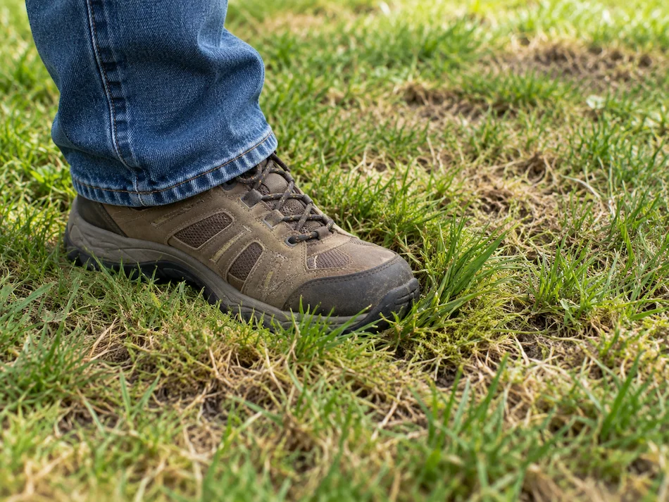 Empty lawn when you stepped on | Blue Iris Landscapes | Blue Iris Landscapes Empty lawn when you stepped on