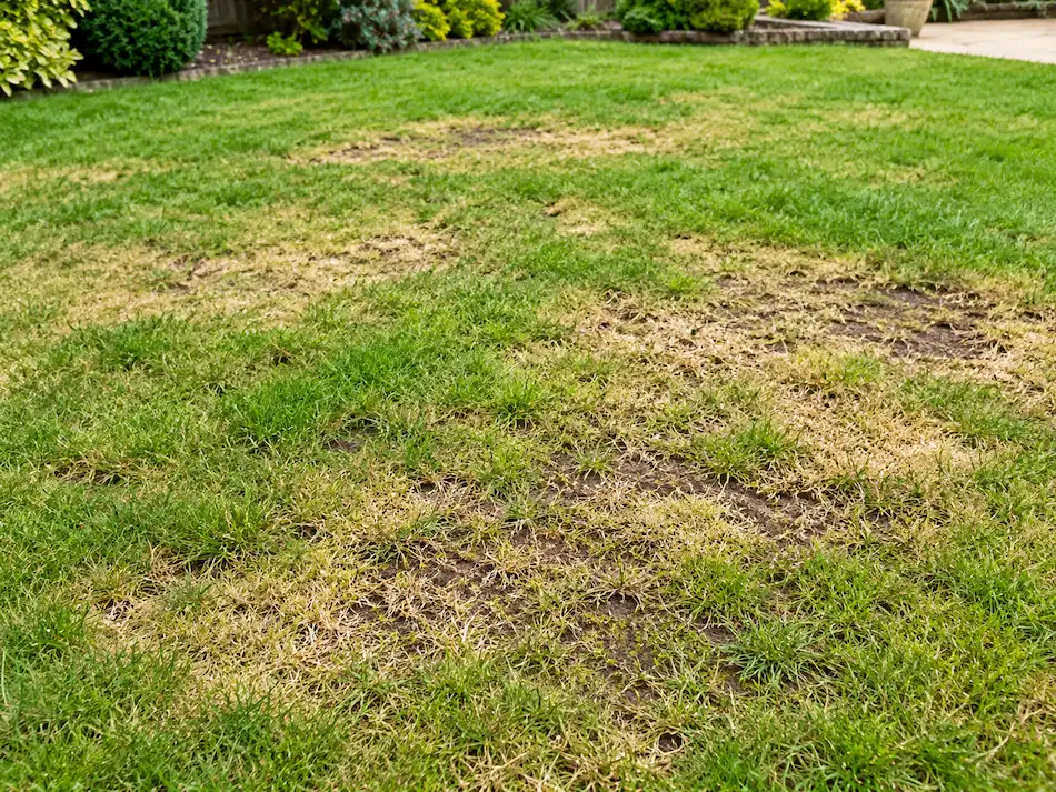 Rotten grass | Blue Iris Landscapes | Blue Iris Landscapes Y yard with patchy lawn showing several brown, dead spots amid green grass and a garden border in the background.