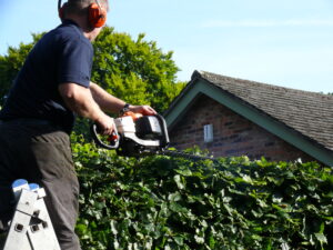 hedge cutting - Professional Hedge Trimming 