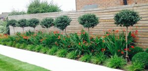 Blue Iris Landscapes Garden Maintenance and Landscaping