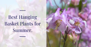 Summer Hanging Baskets