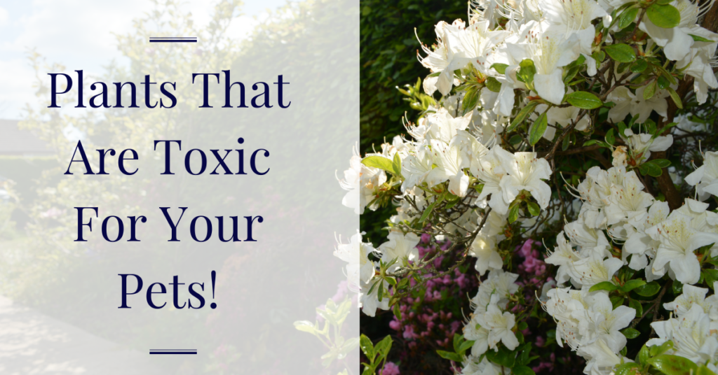 Plants That Are Toxic For Your Pets | Blue Iris Landscapes