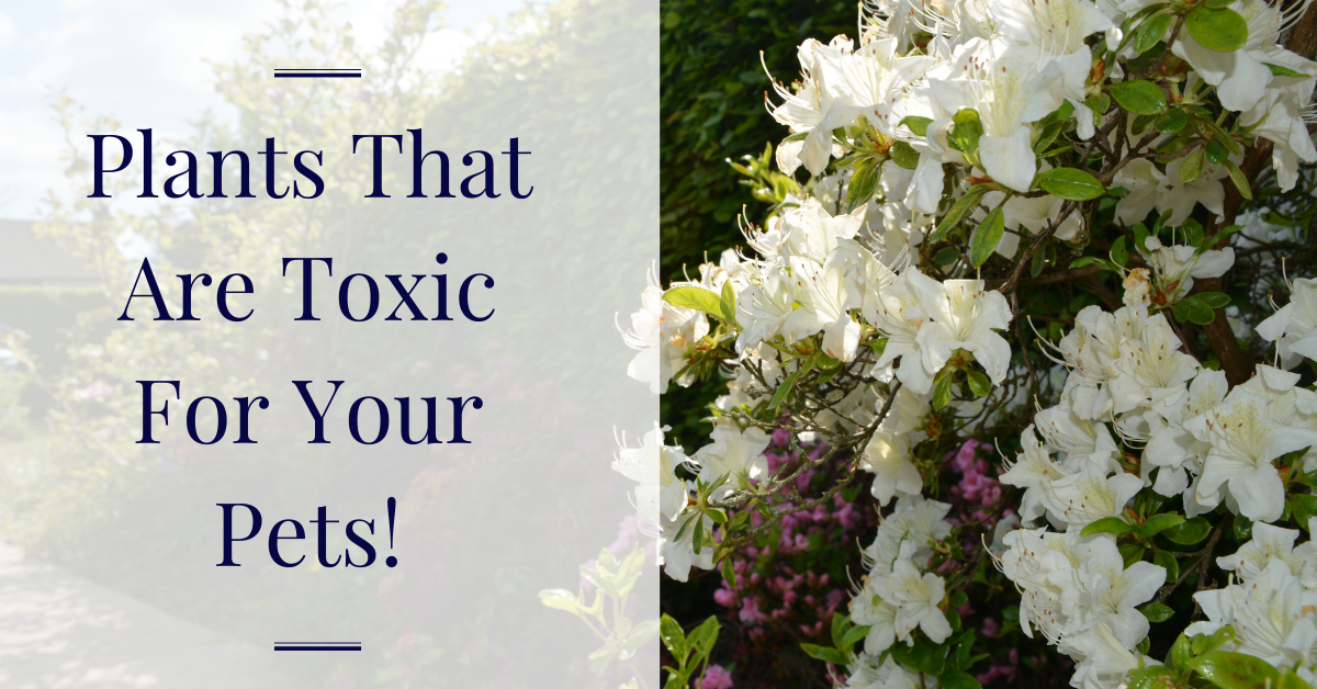 Plants that are toxic for your pets