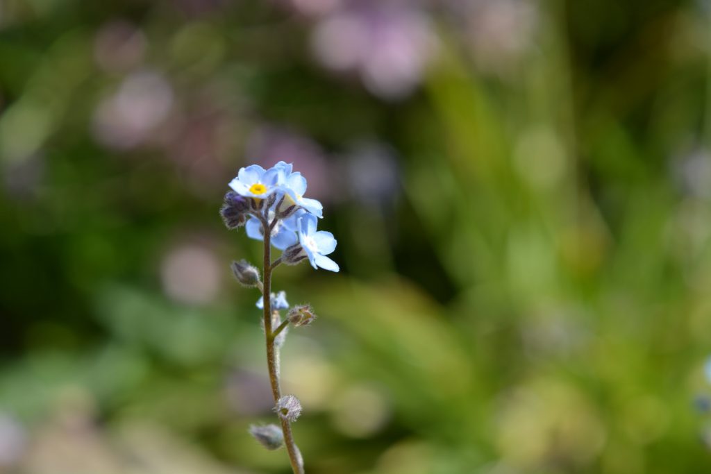 Dementia Garden