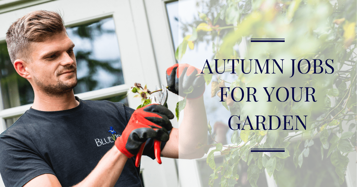 Autumn Jobs For your Garden