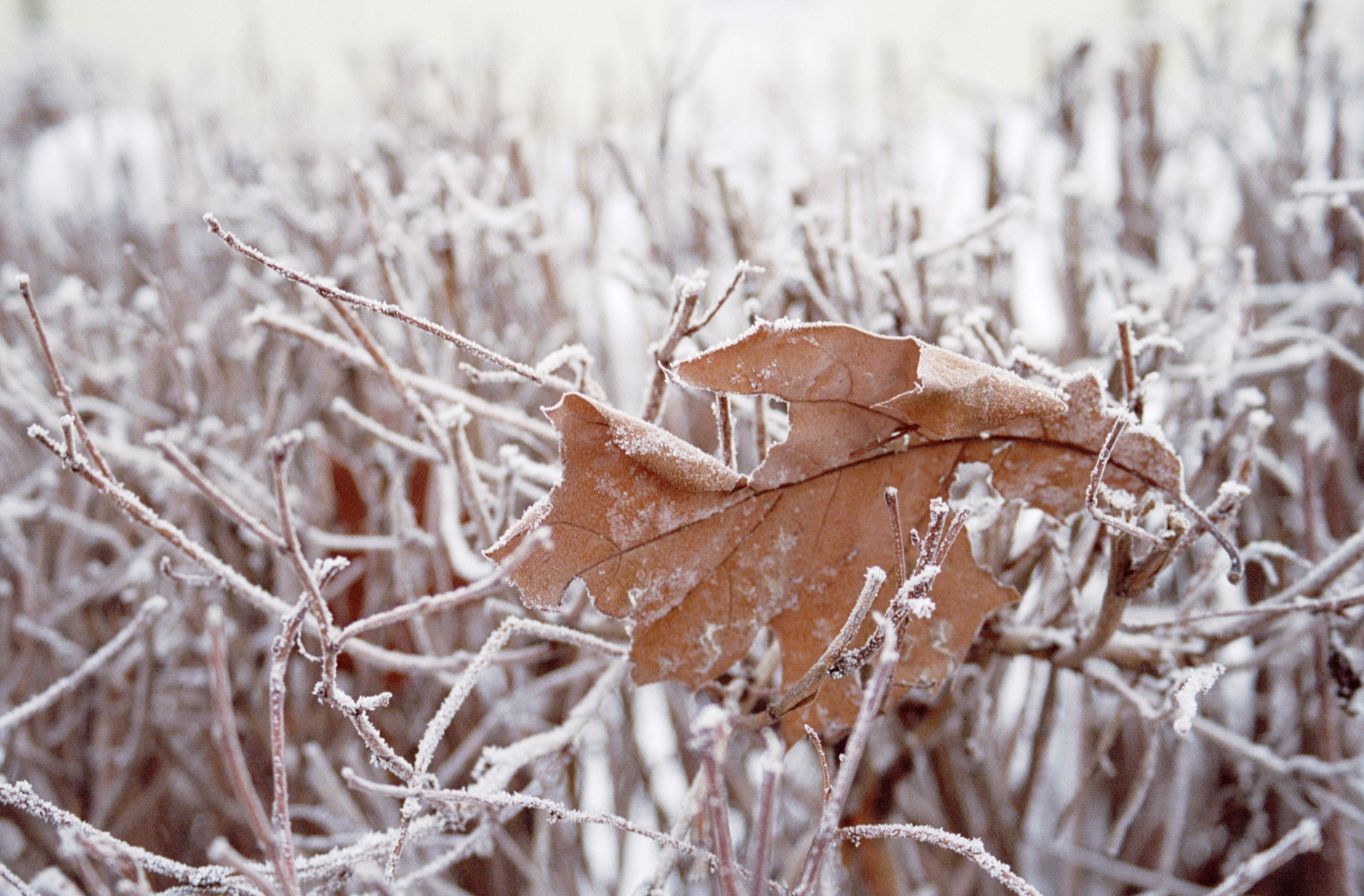 Winter preparation