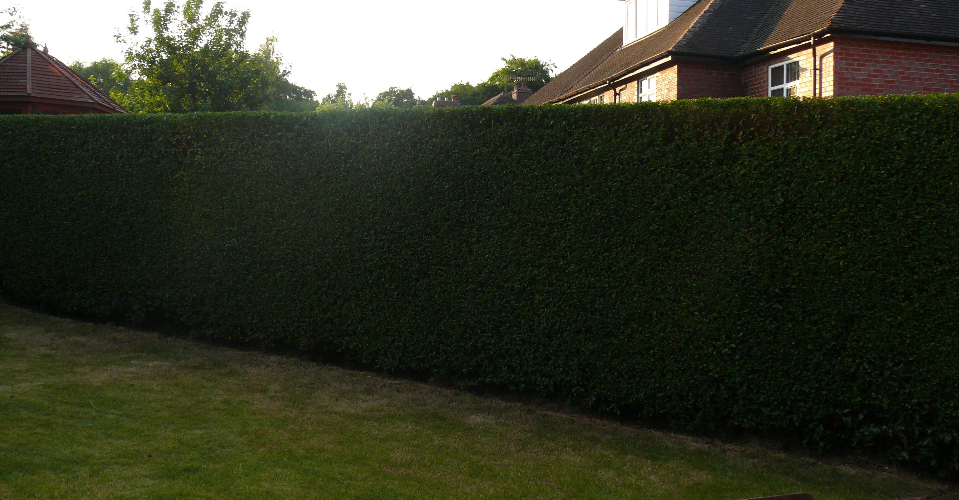 Hedge Cutting neatly sqaured