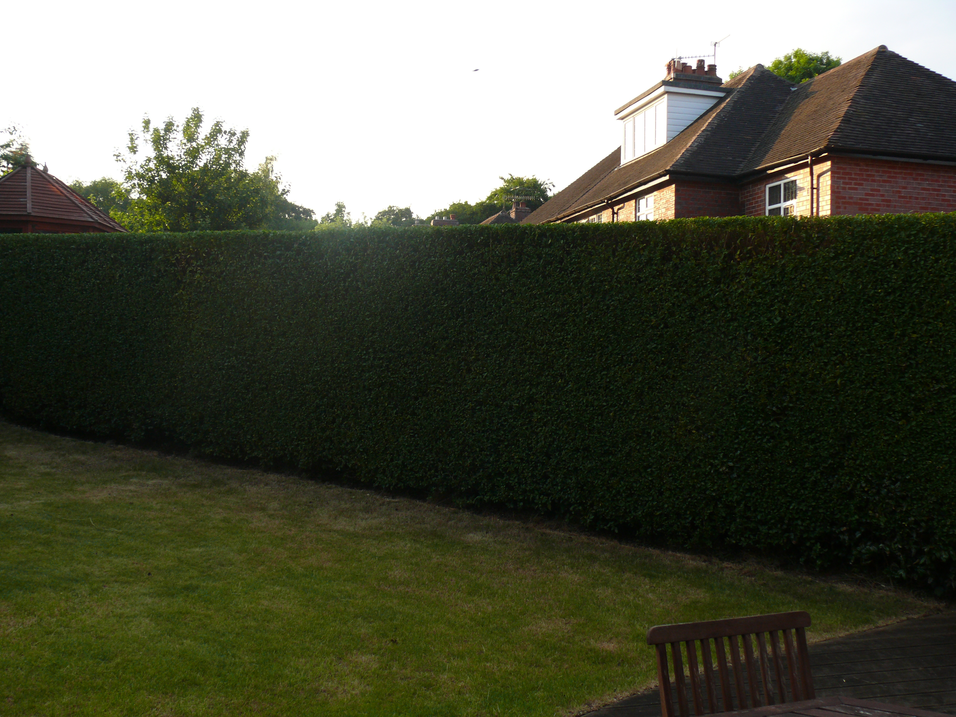 Hedge Cutting neatly sqaured