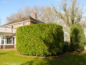 Gardener in Penkhull