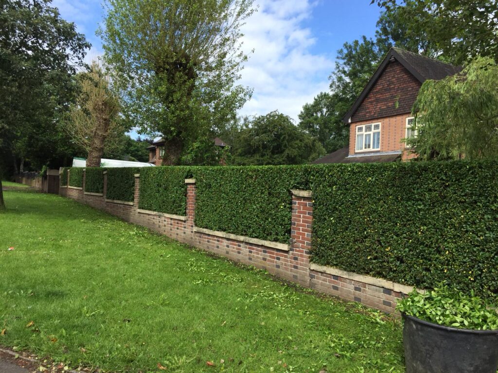 Hedge Cutting in Wilmslow | Blue Iris Landscapes Hedge Cutting in Wilmslow