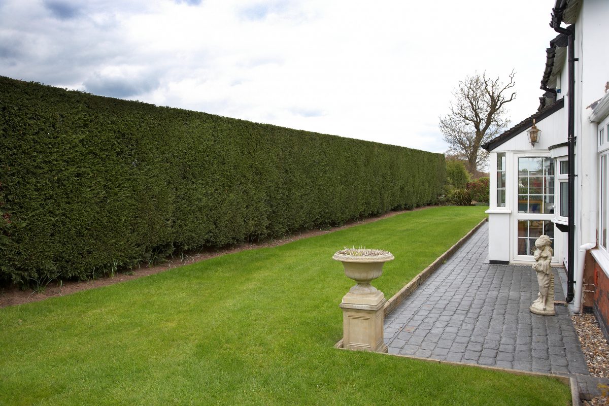 Tall Boundary Hedge Cut by Gardeners in Stafford