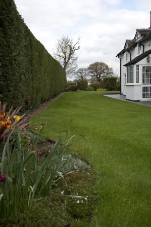 Hedge cutting in Crewe