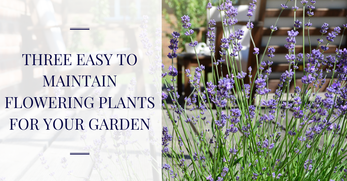 Easy to maintain flowering plants