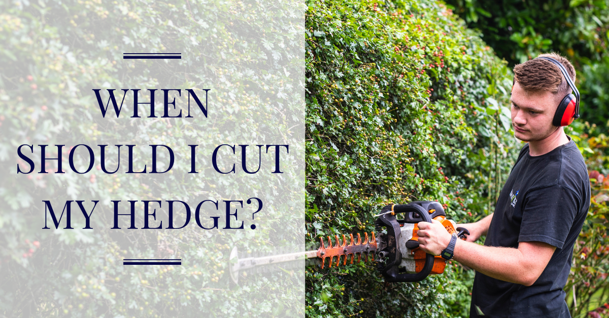 When should you cut your hedge?