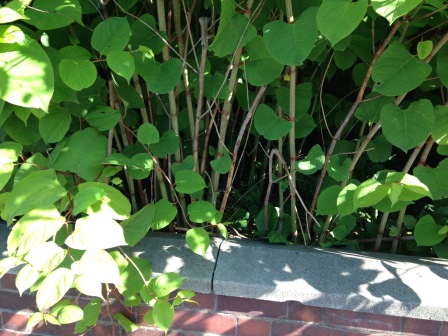 Japanese Knotweed - Specialist Services