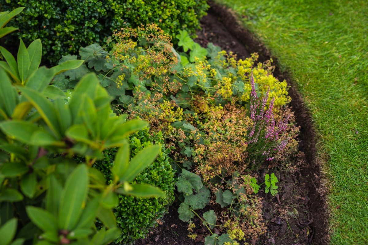 Autumn Garden Tidy Up