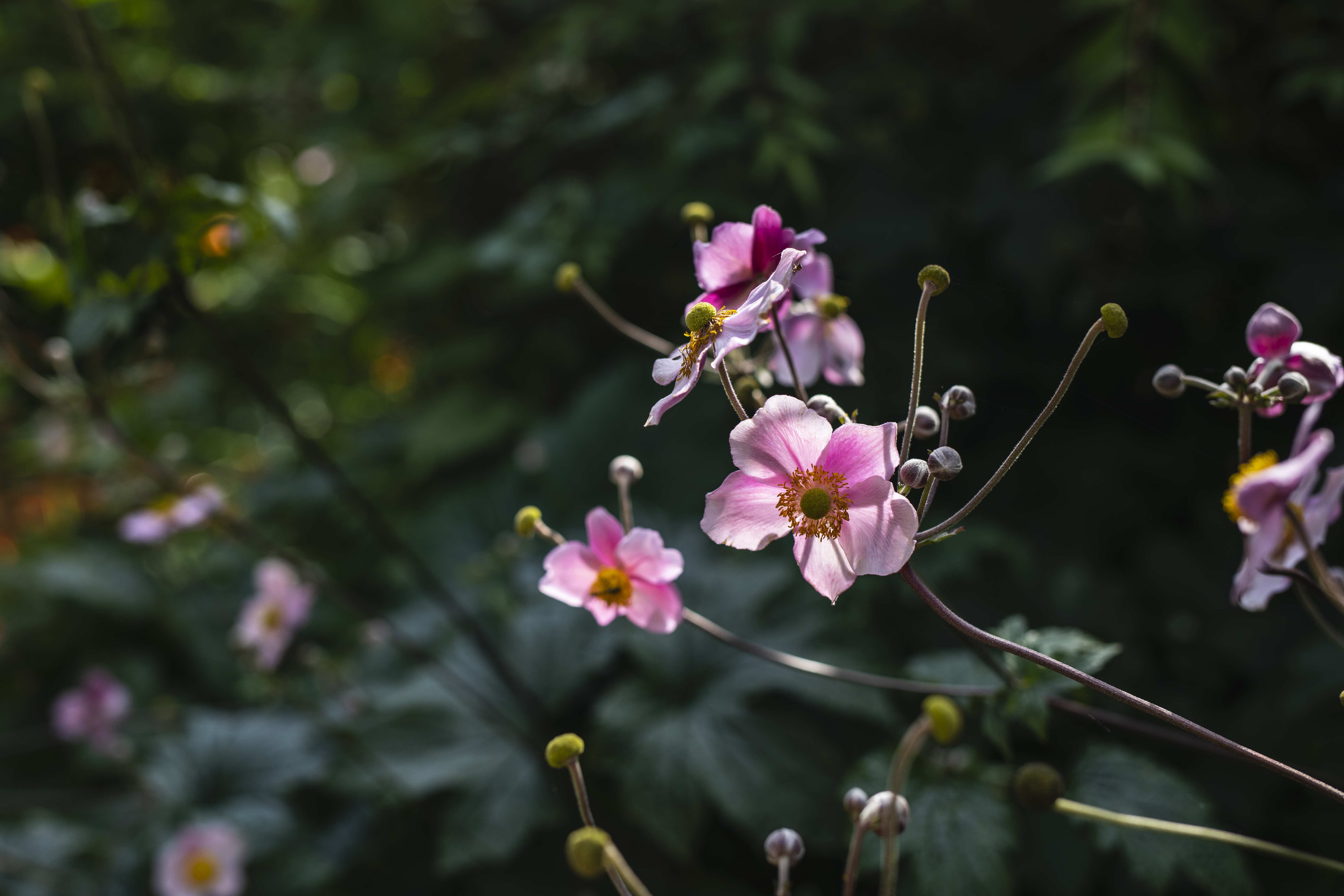 Flowering Shrubs 