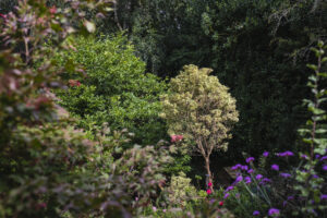 Gardener in Derbyshire