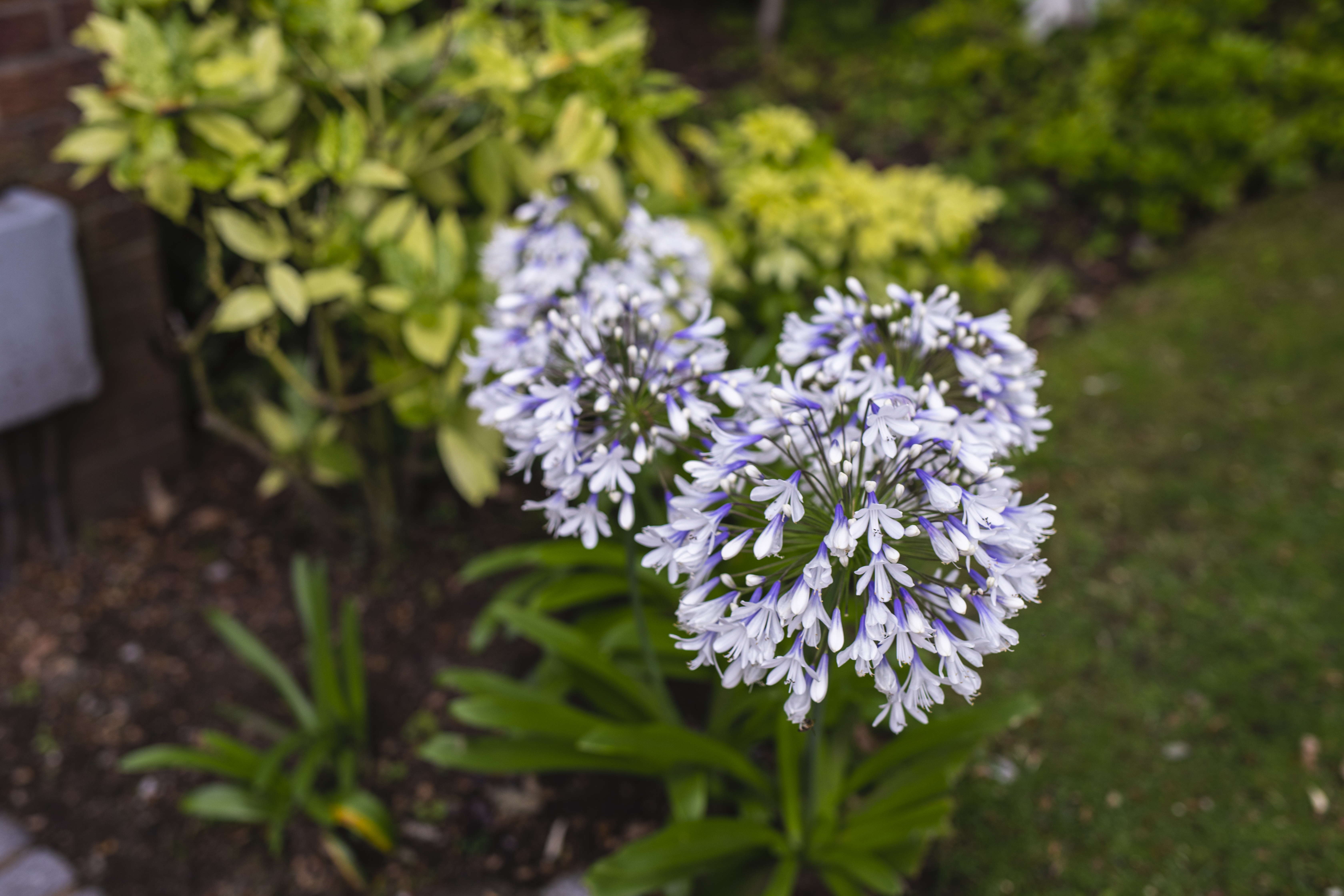 winter flowering shrubs