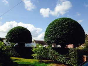 tree pruning - importance of autumn tidy ups