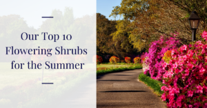 Top 10 Flowering Shrubs for Summer