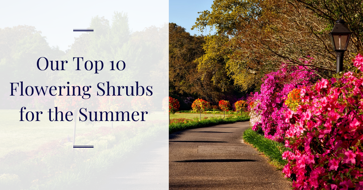 Top 10 Flowering Shrubs for Summer