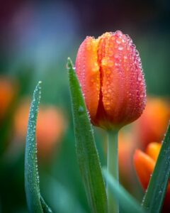 Tulip - Spring Flowering Bulbs