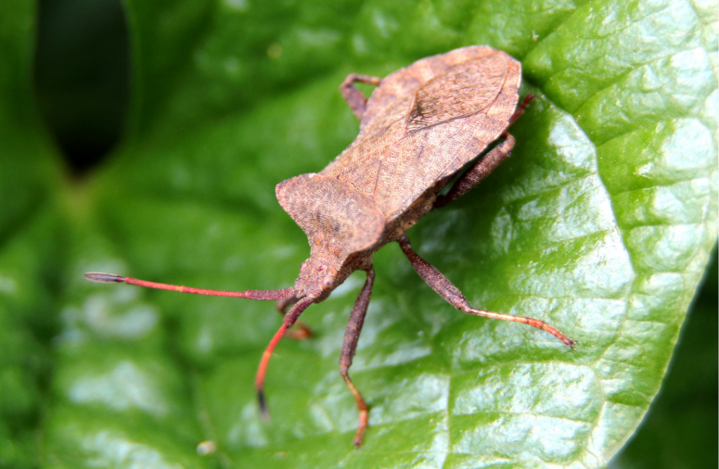 Life Cycle of Dock Bugs