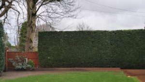 Hedge Cutting