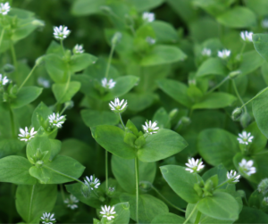 Garden Weeds - Chickweed