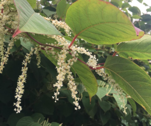 Garden Weeds - Japanese knotweed