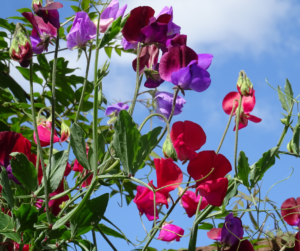 Easy to maintain flowering plants- sweet peas