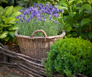 Easy to maintain summer flowers- lavender