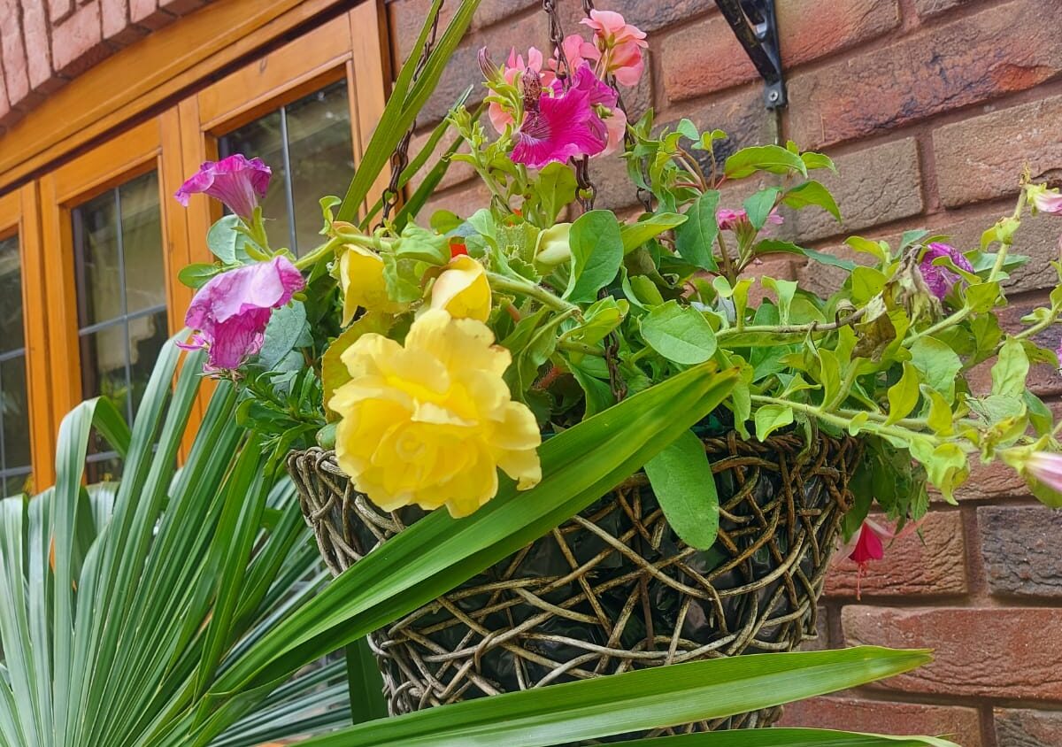 The Best Summer Hanging Basket Plants | Blue Iris Landscapes