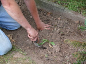 Gardening