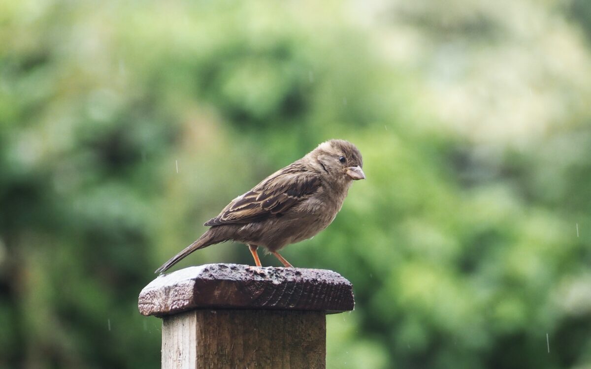 Sparrow in London