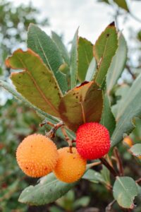 Arbutus Unedo f. Rubra