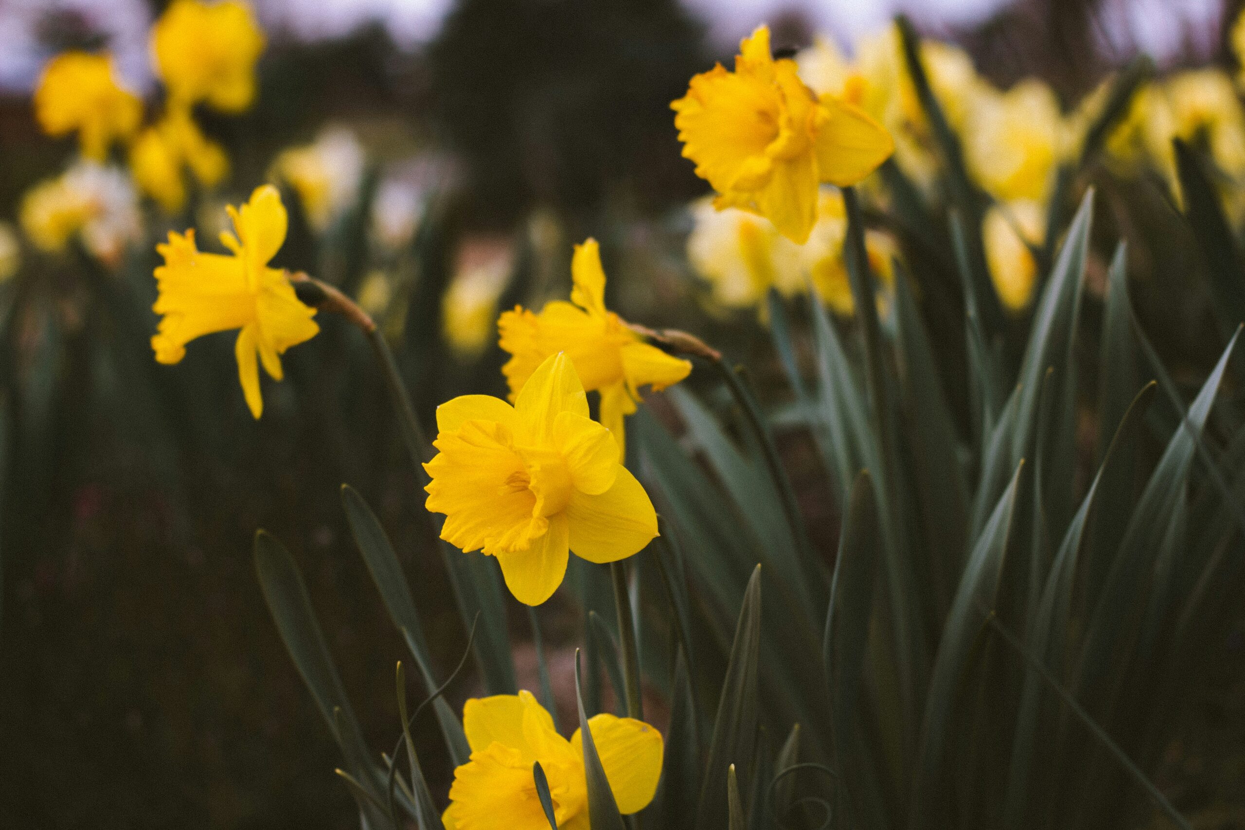 blind daffodils