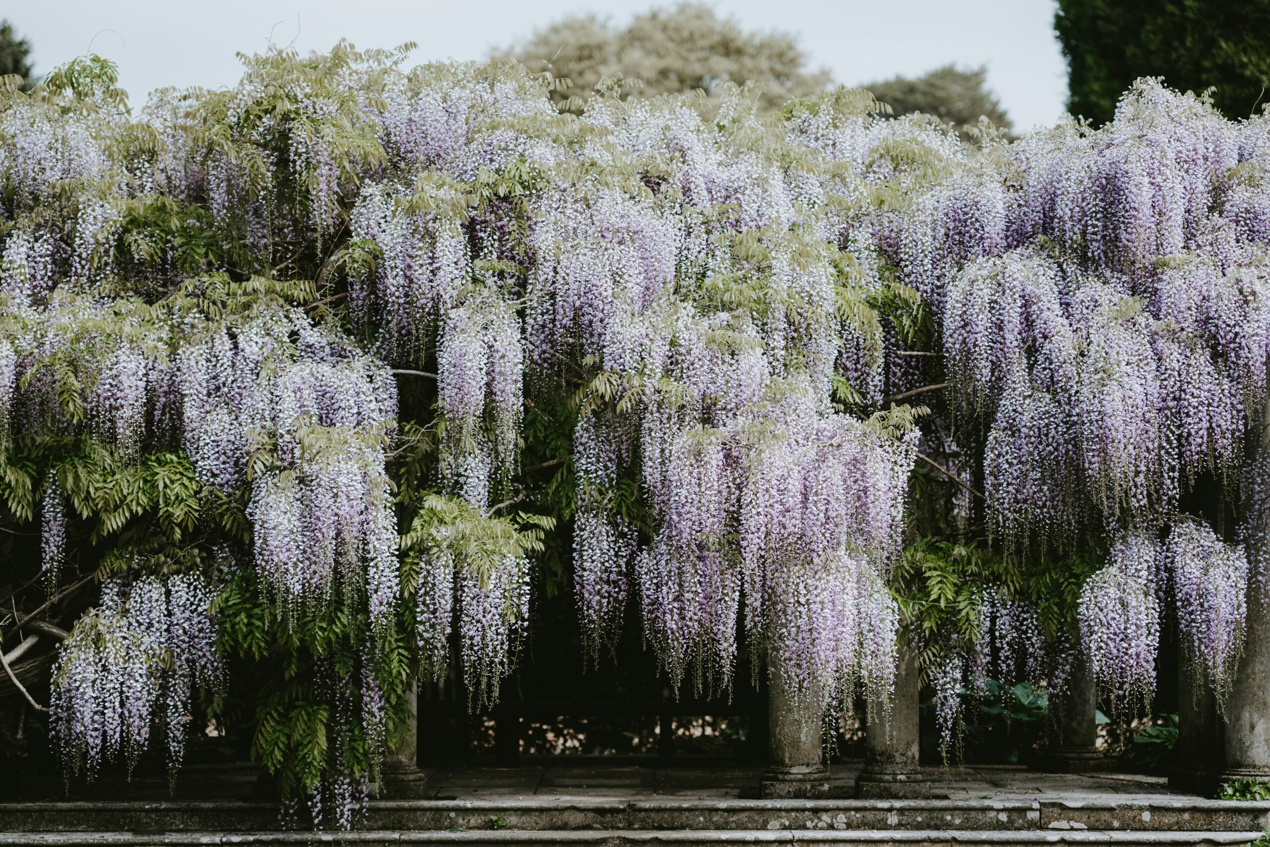 pruning wisteria