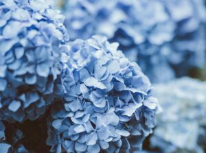 Hydrangea